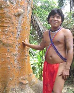 man tree