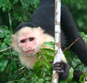 monkey2
