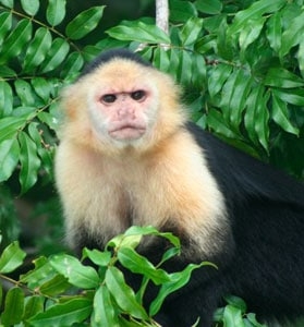 monkey3