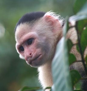 monkey4