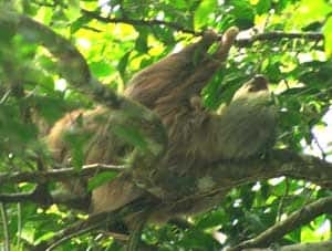 twotoedsloth