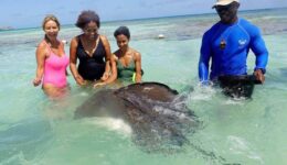 stingray