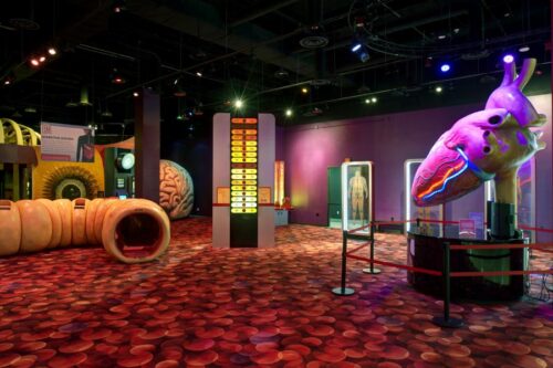 Interactive exhibits at the Museum of Health. Museum of Health photo.