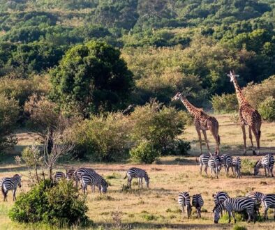 Enonkishu Conservancy