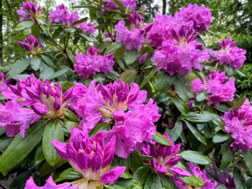 Rhododendrums, West Virginia's state flower.
