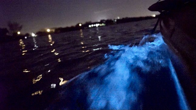 bio wave