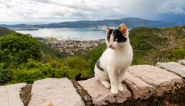 cat