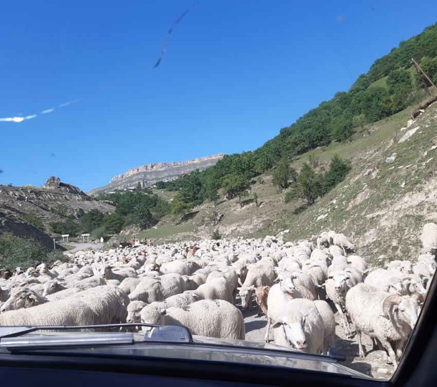 Sheep crowding the village road to Gamsutl, Dagestan.