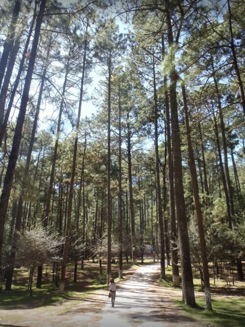 Pine woods at Rancho Nuevo, San Cristobal de las Casas.