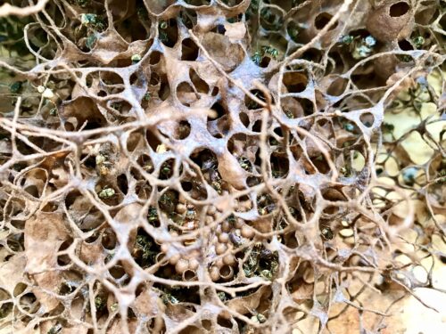 Bo'ol in hive. Queen clearly visible on top of the brood comb (just below the centre of the picture)