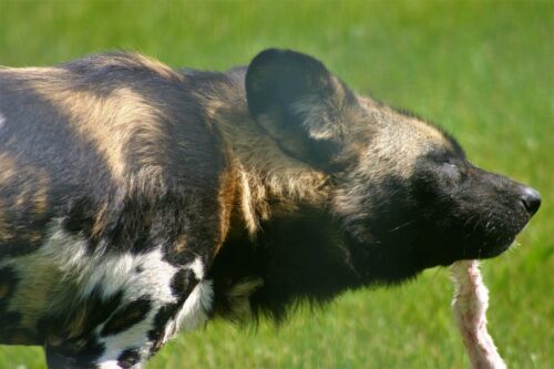 African painted dog