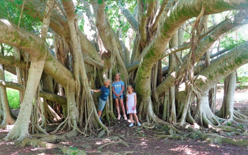 Bermuda Banyan Tree
