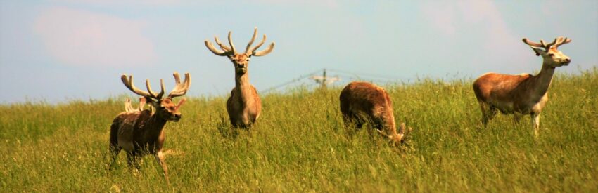 deer with antlers