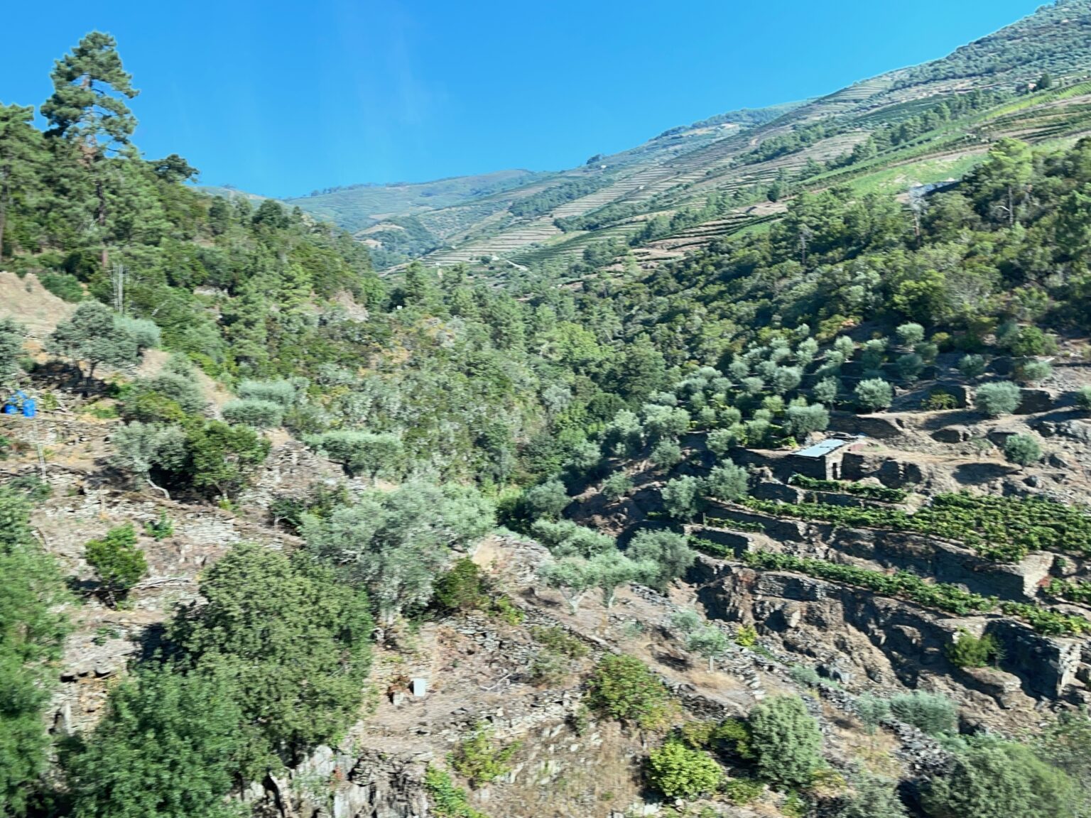 Terraces in Pinhao, Portugal.