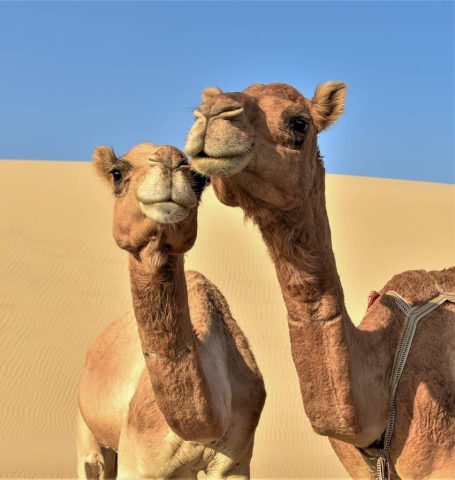 Camel Love Dammam 1 Camel Love Dammam 1