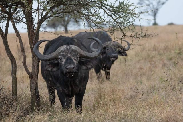 The Cape or African Buffalo is one of the most dangerous and moody animals in Africa, known to charge without warning