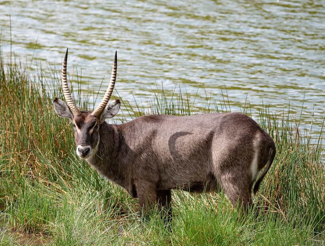 The Common Waterbuck, part of the antelope family, sports a shaggy brown­-gray coat that emits a smelly, oily secretion thought to be for waterproofing.