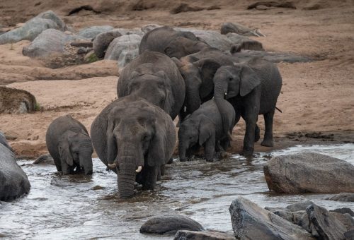 The Art of Living Dangerously 6 Elephants