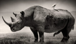 Giant Black Rhino Bull