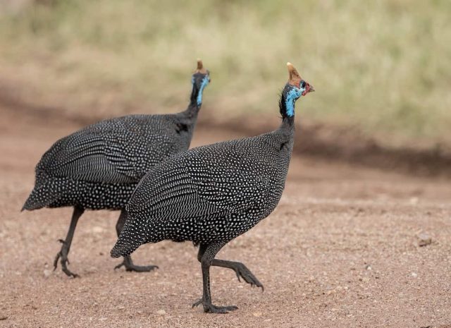 Helmeted Guineafowl prefer to run rather than fly when alarmed. They have a short-lived explosive flight and rely on gliding to cover extended distances.
