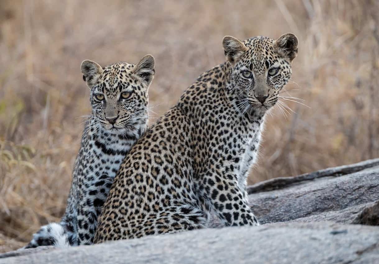 The powerful leopard with its long body and short legs is covered with a coat  of dark, irregular spots called rosettes. The average life span in the wild of leopards ranges from 10-12 years.