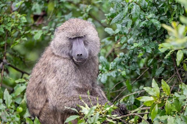 The Olive Baboon is named for the color of its fur, which appears  a shade of green-gray from a distance.
