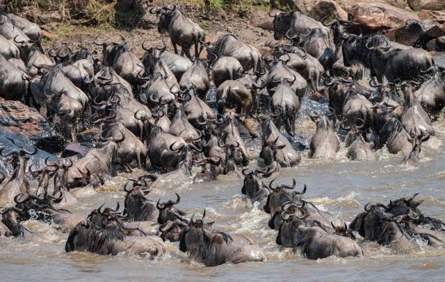 The Serengeti wildebeest is always on the move in search of grass and water.  It is estimated they make a migratory circle of 500-1000 miles each year.