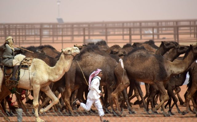 running man with camels 1 running man with camels 1