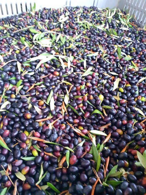 Olives to be processed