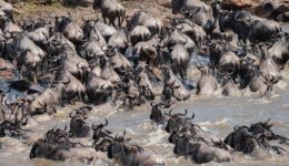Wildebeests