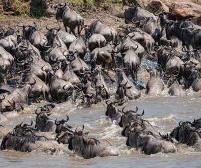 Wildebeests