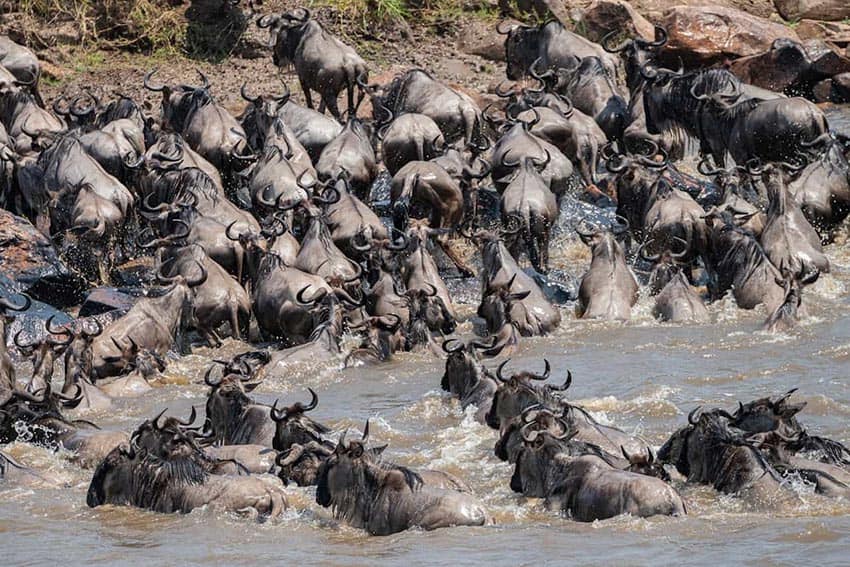 Wildebeests