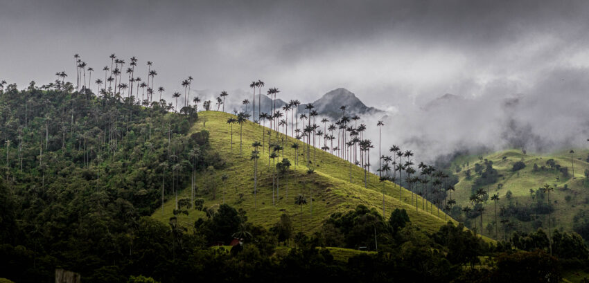 CocoraValley waxpalms