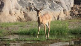 Evidence of Namibia in wetter times the Hoarusib river photo by Tom Daughton
