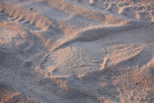 Recent elephant footprint photo by Tom Daughton