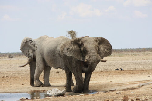 Wrinkly old bull showering himself with mud photo by Tom Daughton