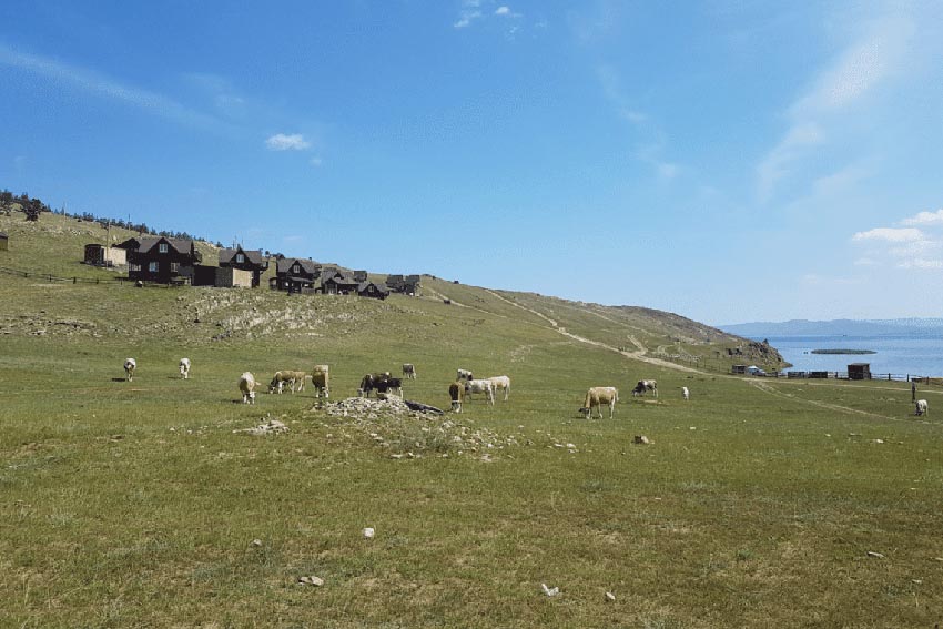 Cows are walking around freely in Siberia Lake Baikal. Sometimes they stay on the road, and you need to wait till they pass.