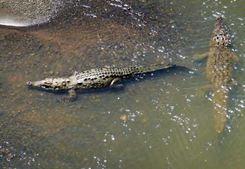 Crocodile bridge Costa Rica TabHauserPhoto