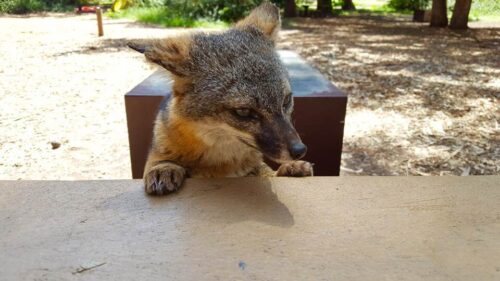 Island Fox trying to join us for lunch in Santa Cruz.