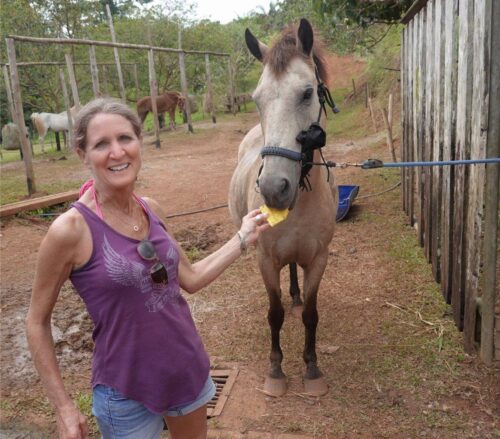 Costa Rica pineapple eating horses