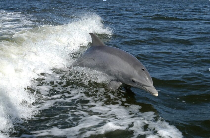 A dolphin frolics in the Gulf of Mexico.