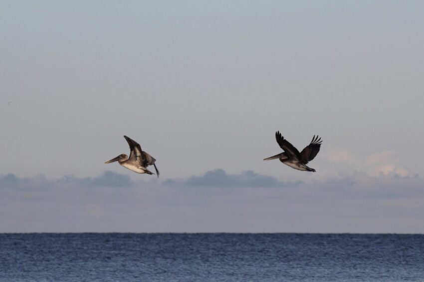 Sea birds in the Gulf of Mexico.