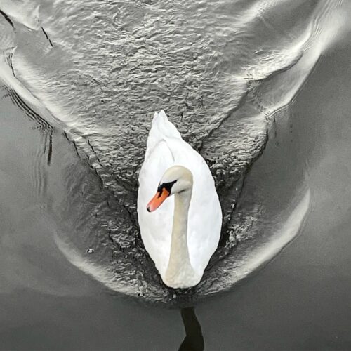 swan in Bruges