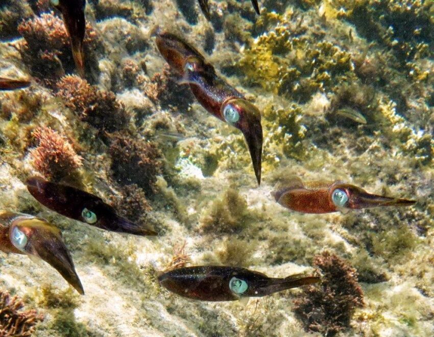 Cuttlefish Palm Island