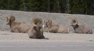 Jasper National Park: Breathtaking Icefields 7 Mountain Sheep by the side of the road between the Colombia Icefields and Jasper - Photo by Habeeb Salloum