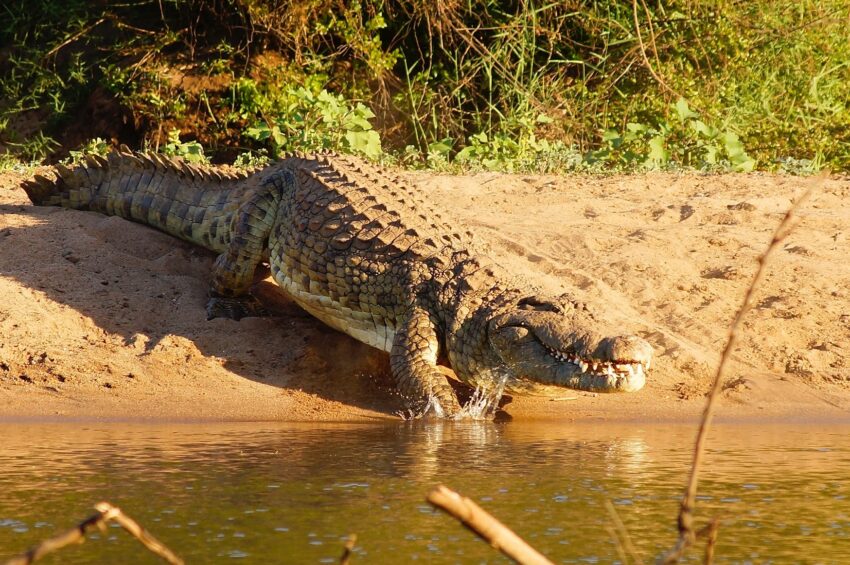 African crocodile. Leon Pauleikhoff photo.