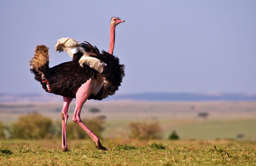 An ostrich. Catherine Merlin photo.