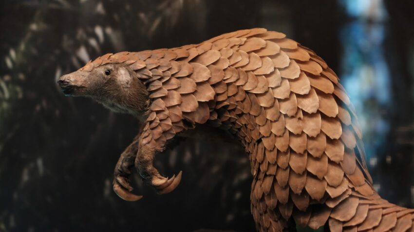 Pangolin. Louis Mornaud photo.