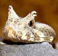 Horned adder as Sossusvlei National Park