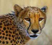 Cheetah thinks I'm getting too close.